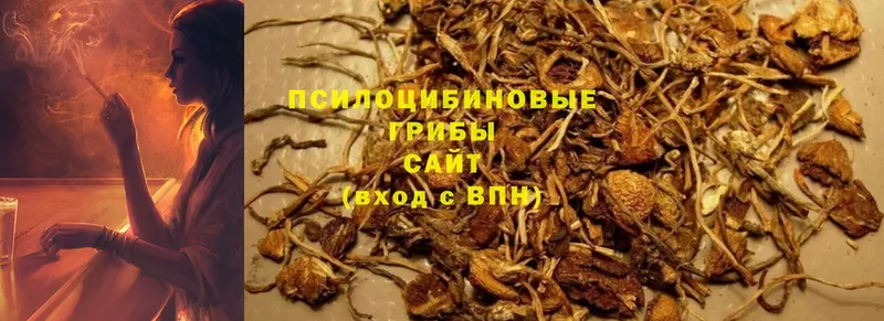 Псилоцибиновые грибы MAGIC MUSHROOMS  Курчалой 